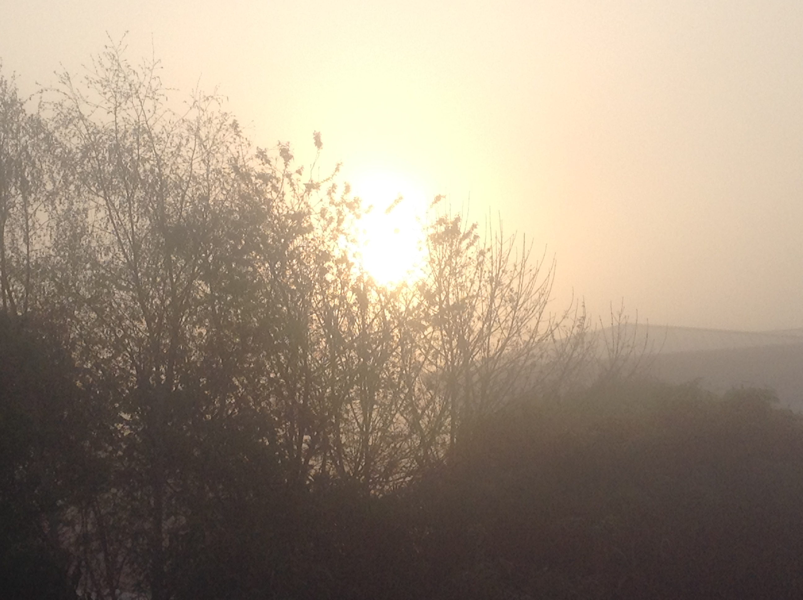 Sunrise with some fog, and some trees obscuring the sun.